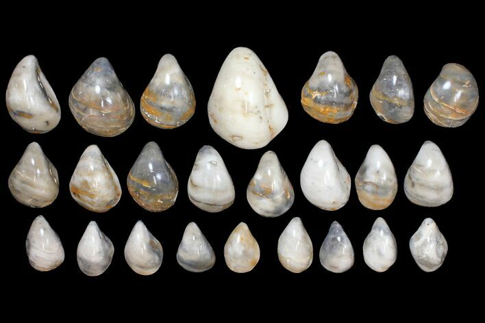 Lot: Polished, Fossil Oyster Shells - ~ Pieces #133811